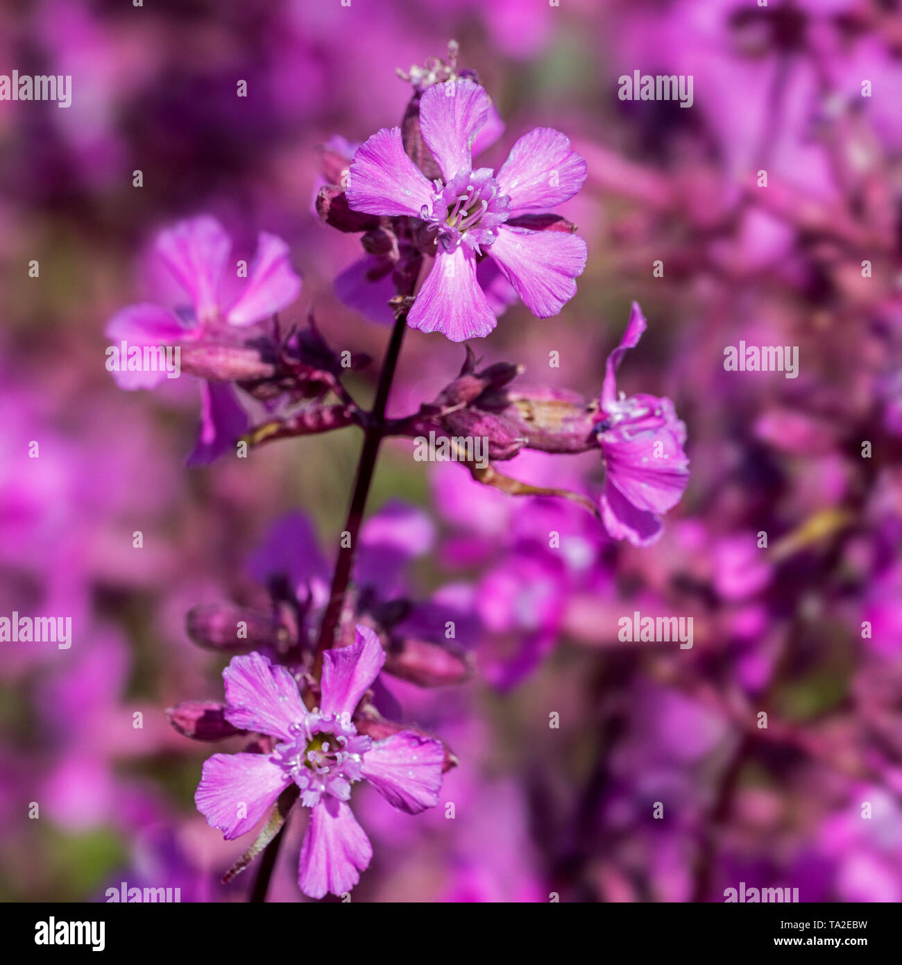 Sticky catchfly / clammy campion (Lychnis viscaria / Silene viscaria) in flower Stock Photo