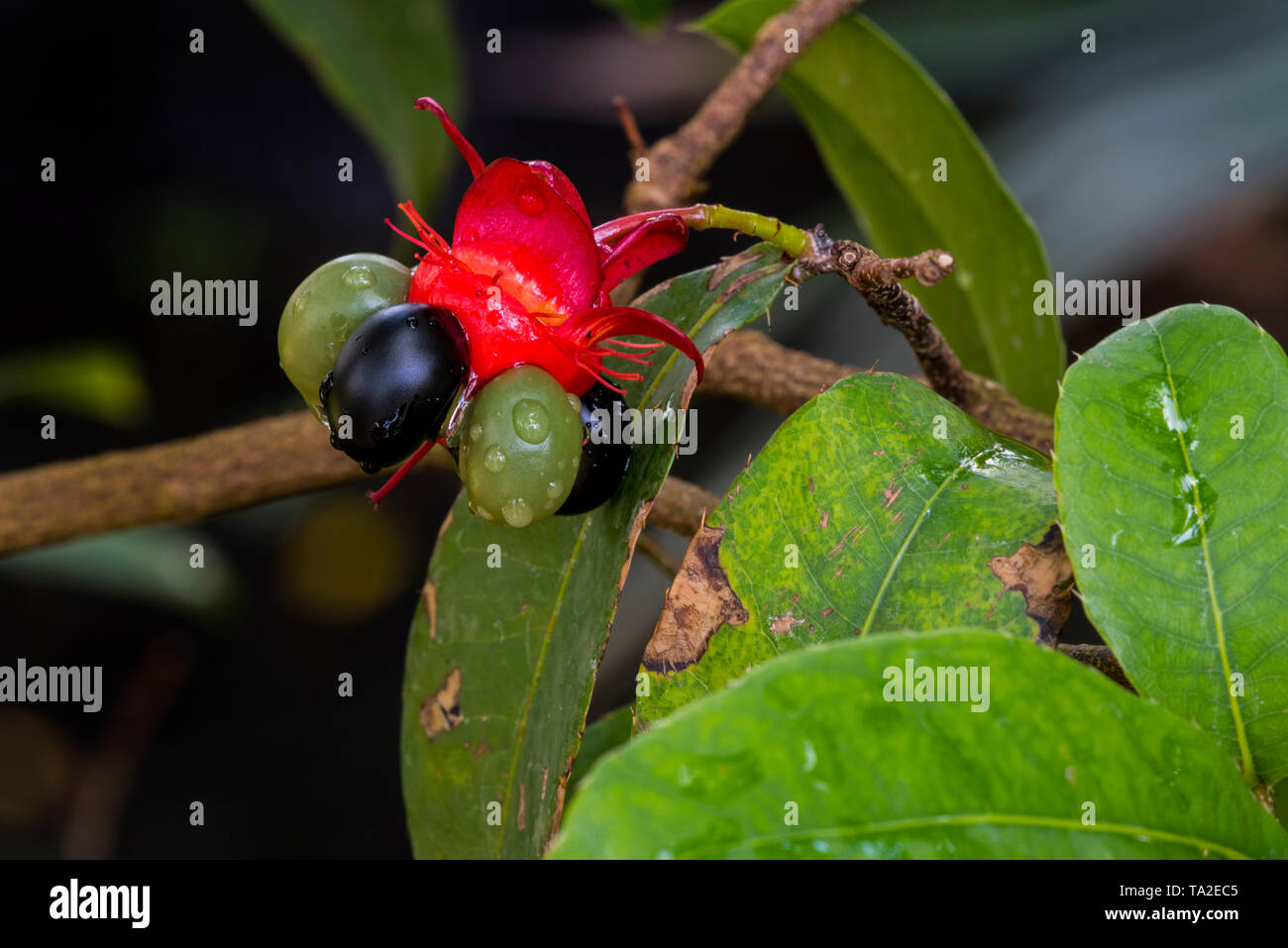 Mickey Mouse plant / Bird's eye bush (Ochna kirkii) showing drupelet fruit native to Tropical Africa Stock Photo