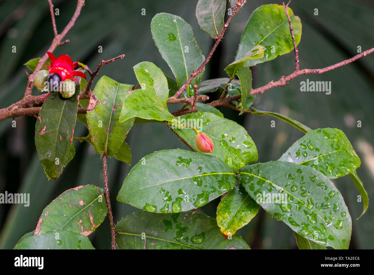 Mickey Mouse plant / Bird's eye bush (Ochna kirkii) showing drupelet fruit native to Tropical Africa Stock Photo