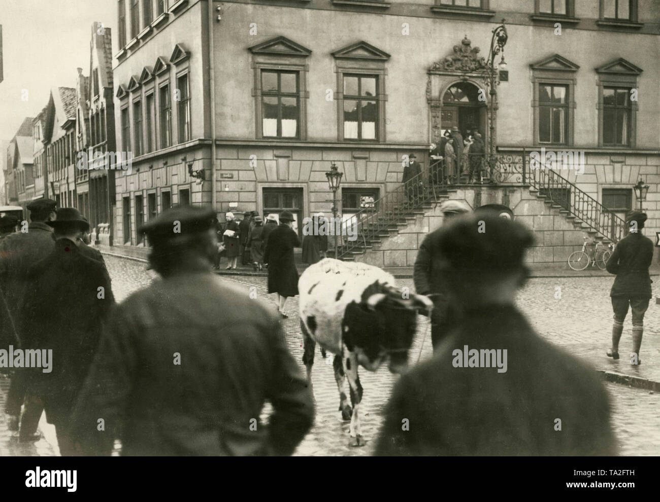 This photograph shows a freed ox in front of the magistrate's court, as his owner has released it trying to avoid its seizure and thus committed breach of attachment. Stock Photo