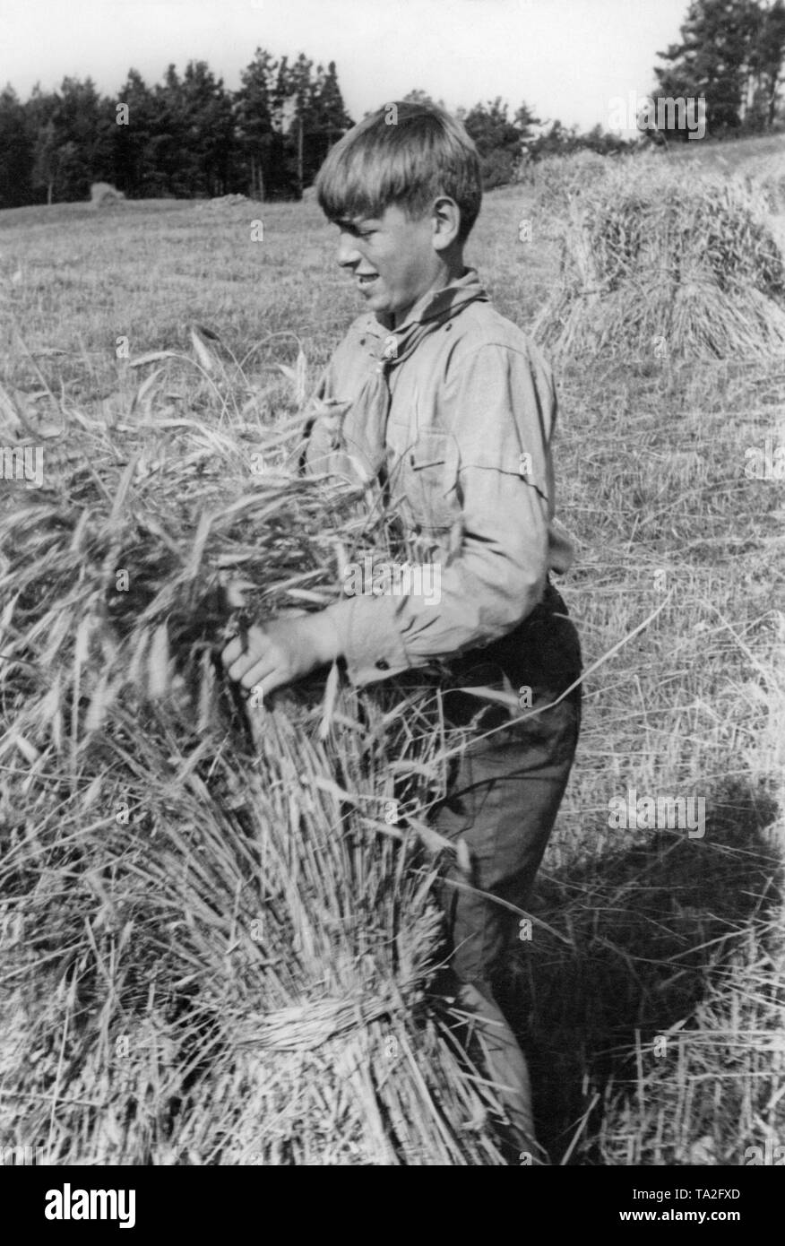 A young man bundles grain on a field as part of the Landdienst (Agricultural Service) of the Deutsche Freischar. Stock Photo