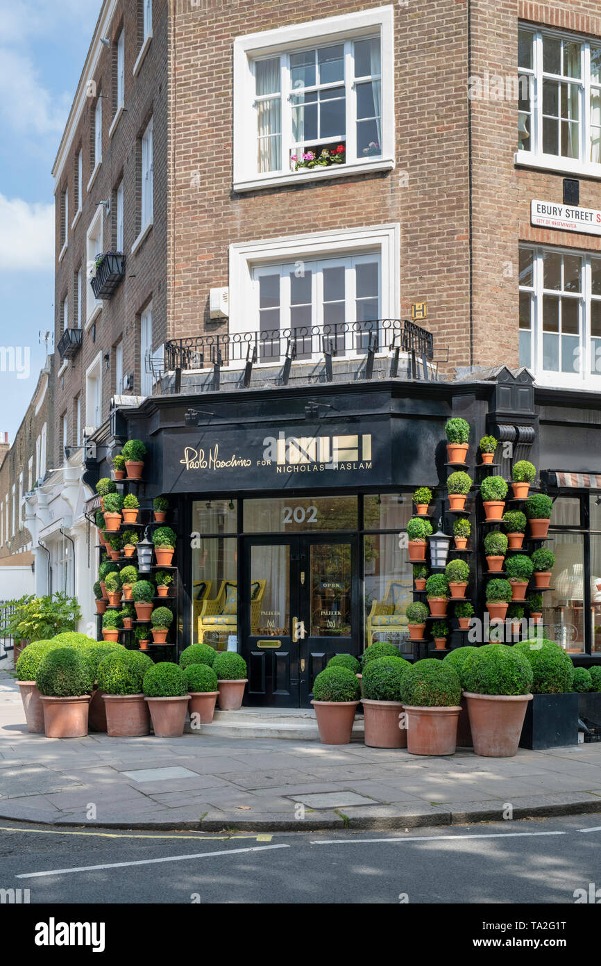 Buxus sempervirens. Round box hedge topiary in plants pots outside Nicholas Haslam shop in Ebury Street. Belgravia, London, England Stock Photo