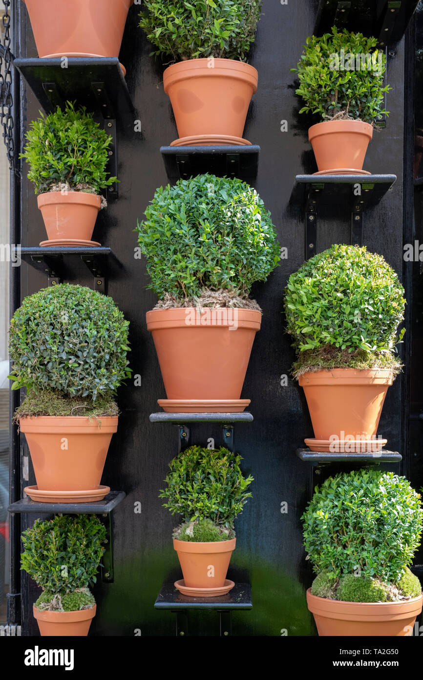 Buxus sempervirens. Round box hedge topiary in plants pots outside Nicholas Haslam shop in Ebury Street. Belgravia, London, England Stock Photo