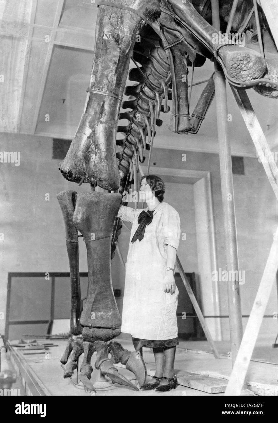 During the spring cleaning the staff of the American Museum of Natural History need to clean the dinosaur skeletons as well. On this photo, museum worker Miss Walker cleans the skeleton of a brontosaur. The discovery site of this skeleton was Wyoming. Stock Photo