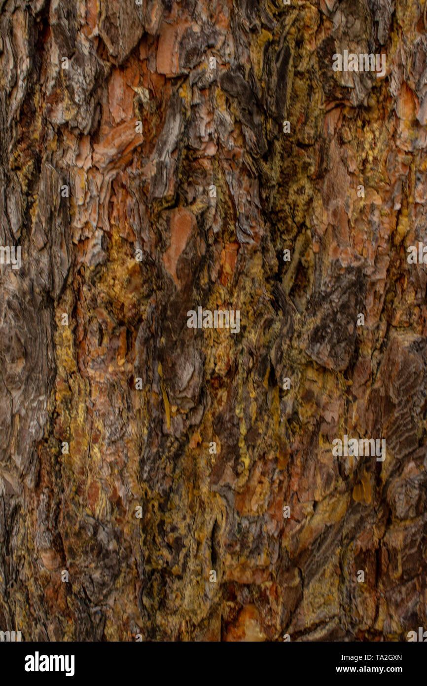 The photo of wood bark Stock Photo