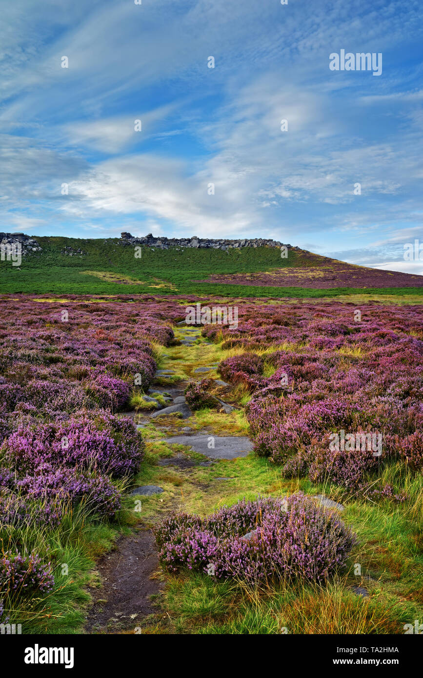 UK,South Yorkshire,Peak District,Near Sheffield, approach to Higger Tor with Heather in full bloom Stock Photo