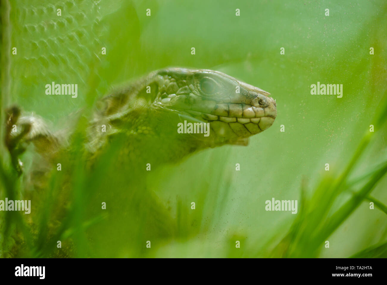 Portrait of lizard in grass Stock Photo