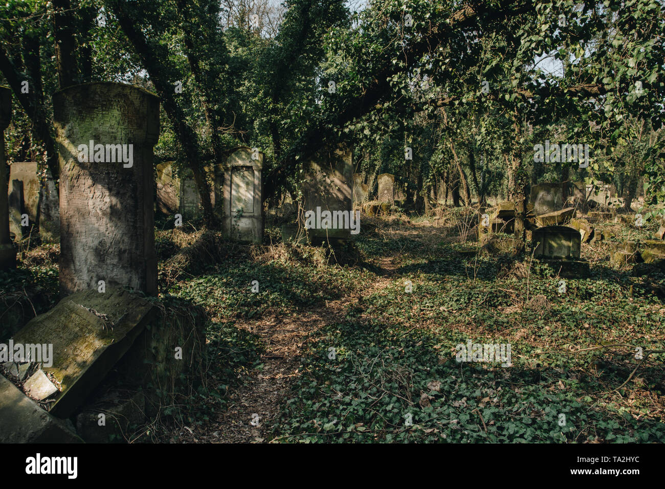 Matzevah old matzevah covered with ivy on jewish cemetery in the city of ...