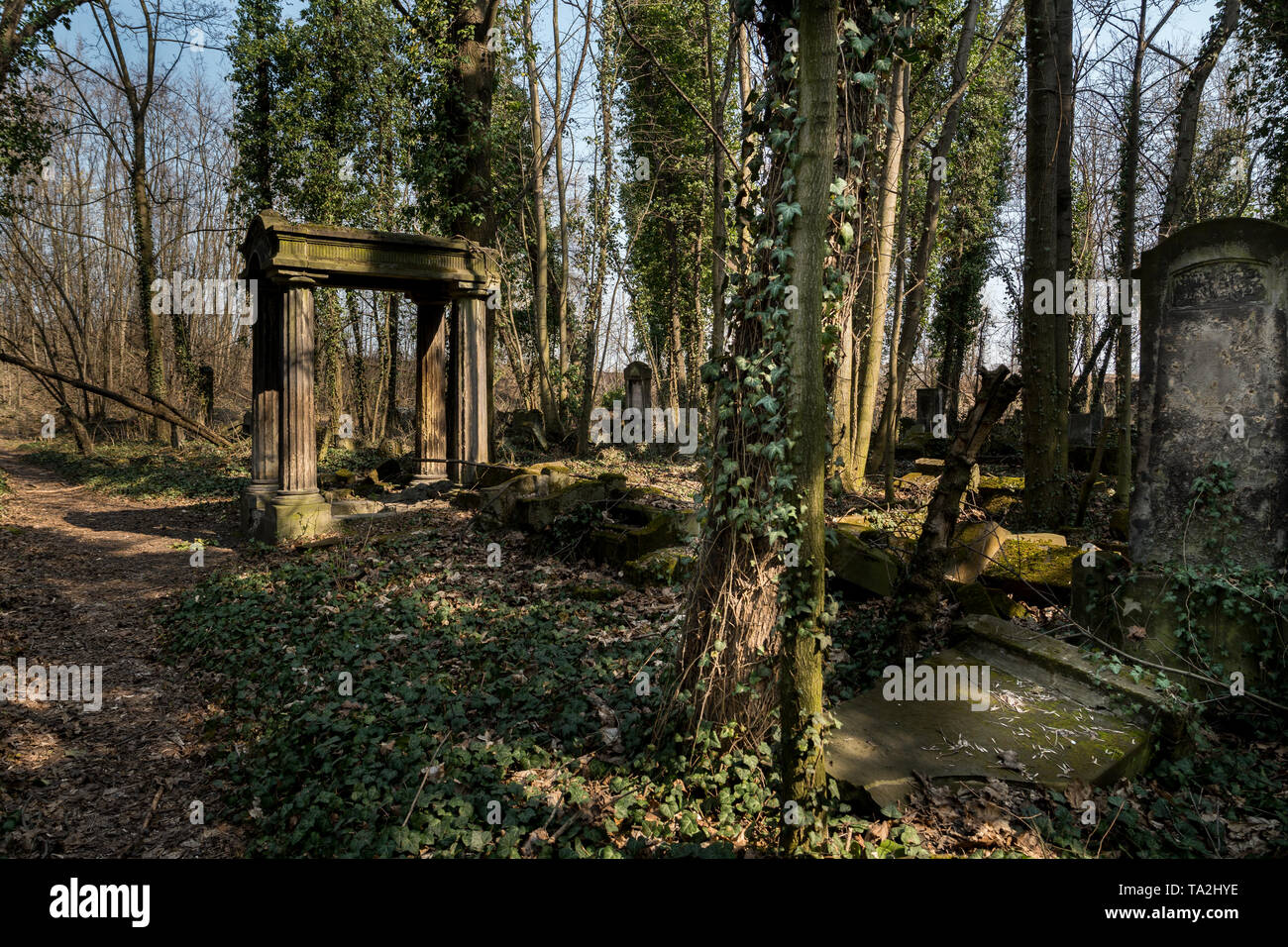 Matzevah old matzevah covered with ivy on jewish cemetery in the city of ...