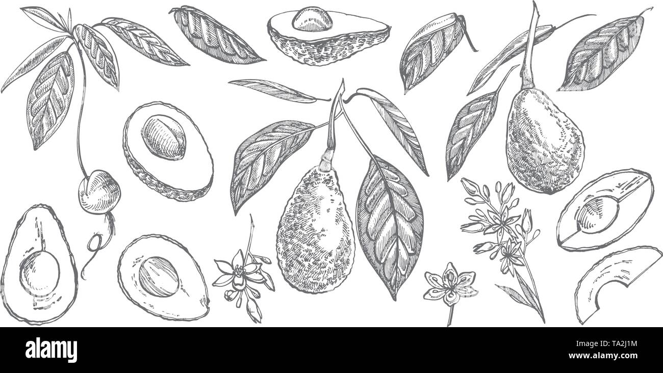 Avocado set. Vector hand drawn illustrations. Avocado, sliced pieces ...