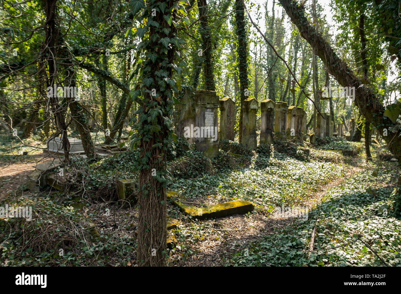 Matzevah Jewish tombstone covered hi-res stock photography and images - Alamy