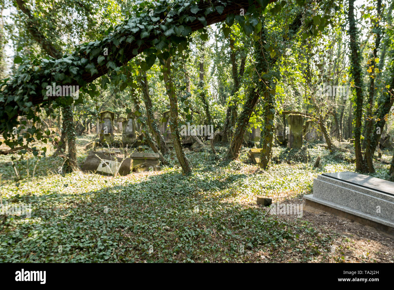 Matzevah Jewish tombstone covered hi-res stock photography and images - Alamy