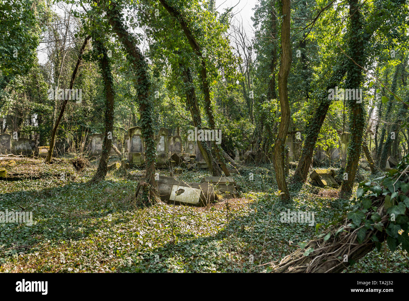 Matzevah Jewish tombstone covered hi-res stock photography and images - Alamy
