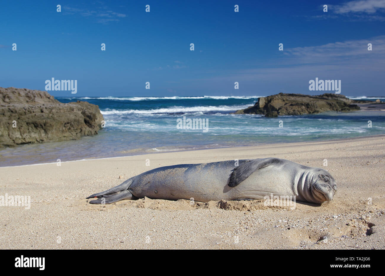 Hawaiian Monk Seal Stock Photo
