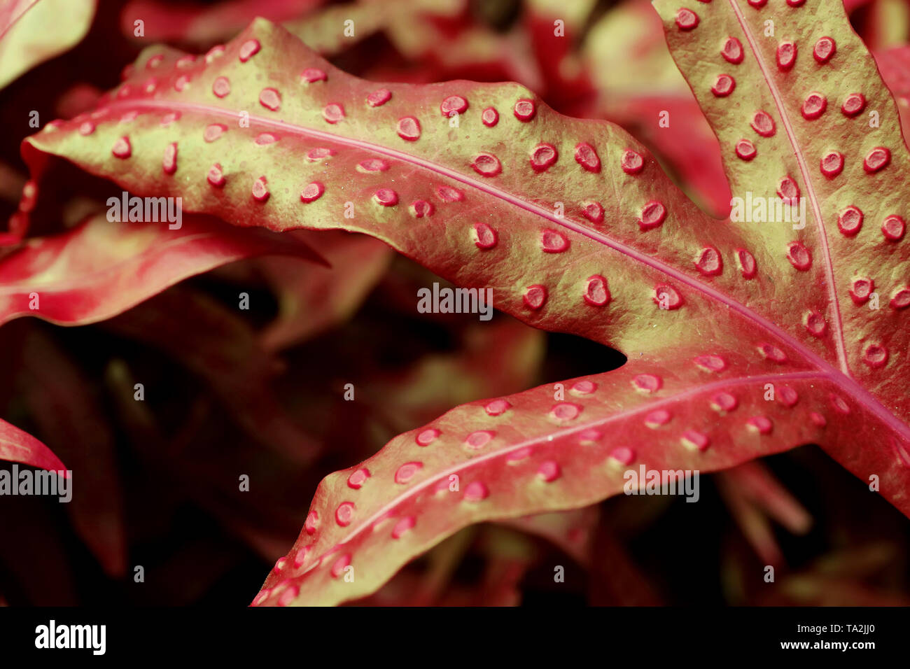 Closeup of fern leaves in red and gold color Stock Photo