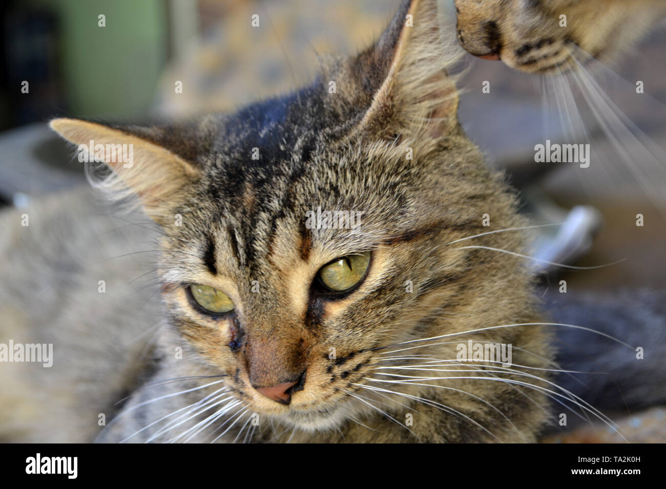 cute threecolored cat Stock Photo Alamy