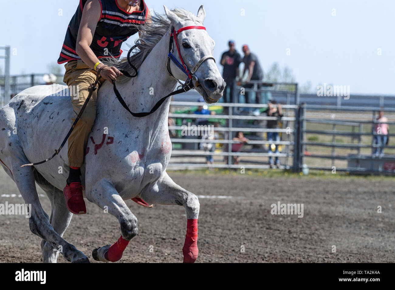 Kehewin First Nations Indian Relay (horse) race, held in Bonnyville