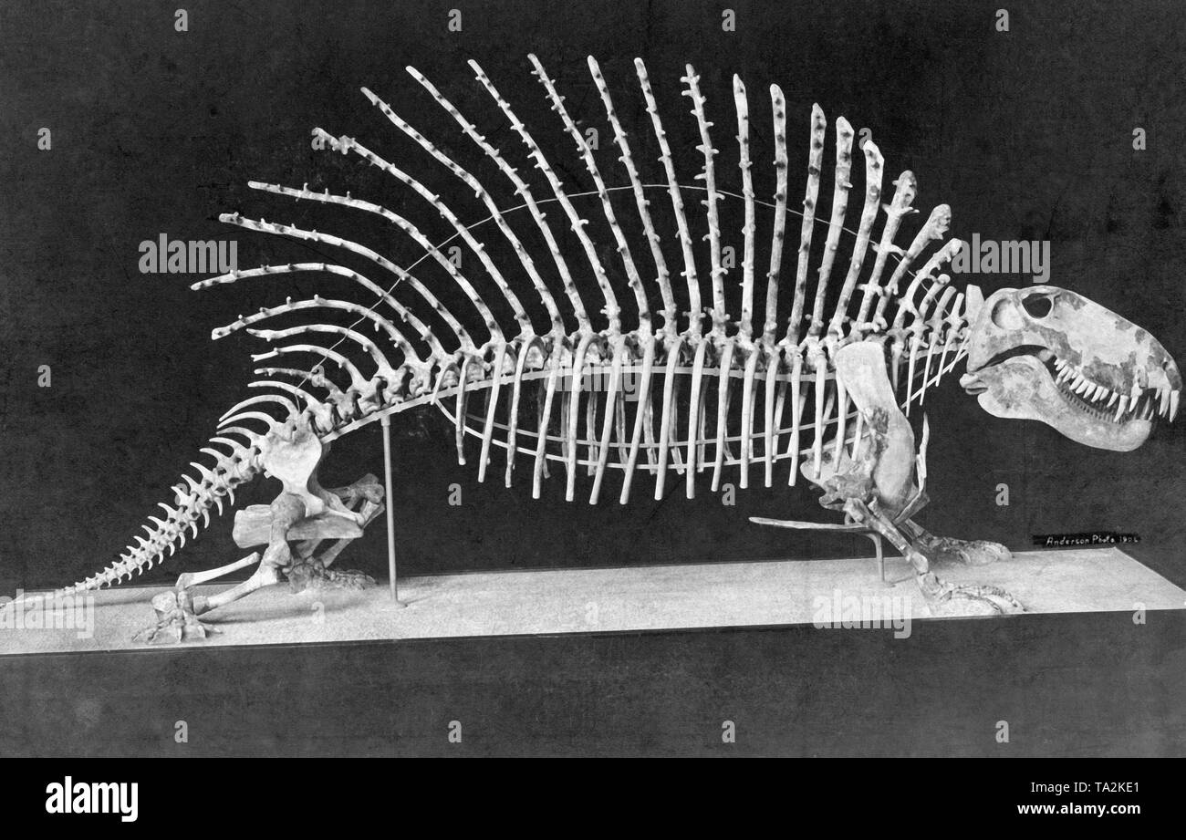 This photograph shows the skeleton of a Naosaurus, also called the 'pavement lizard', which was displayed in a museum in Berlin. Stock Photo