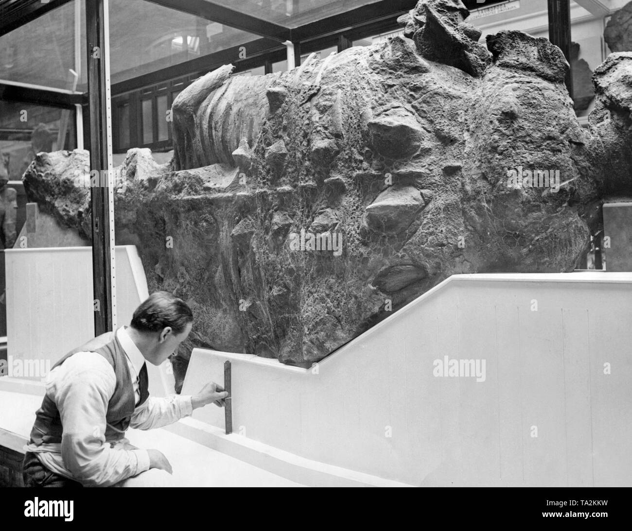 This armored dinosaur at the Natural History Museum in London was considered one of the most valuable of its kind. It comes from the Belly River Formation on the Red River in Alberta, Canada. Stock Photo
