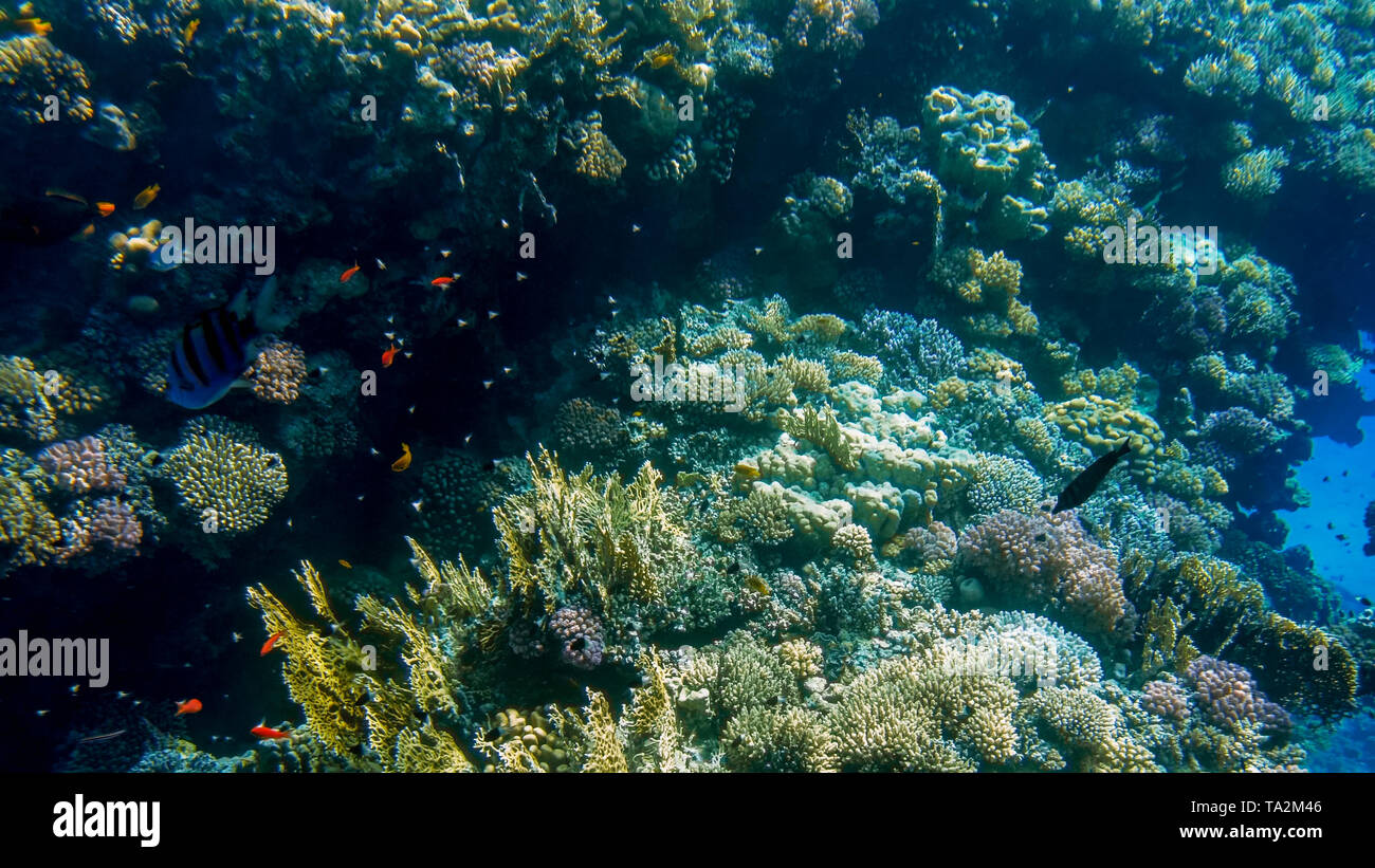 Beautiful underwater iamge of anemones and corals growing on the ...