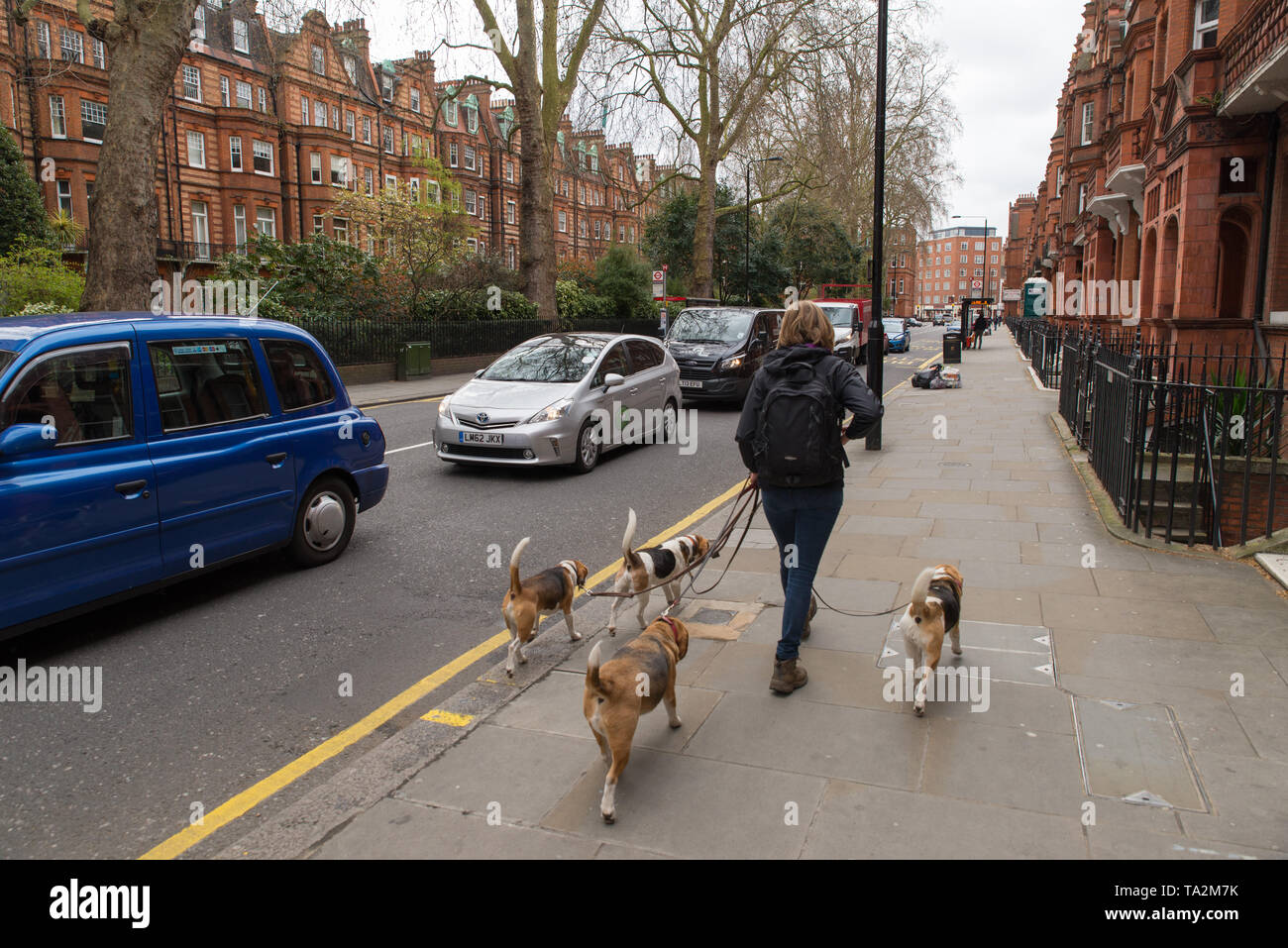 Eine Frau, die mit 4 Hunden, Chelsea, London, Vereinigtes Königreich geht. / A woman walking with 4 dogs, Chelsea, London, United Kingdom. Stock Photo