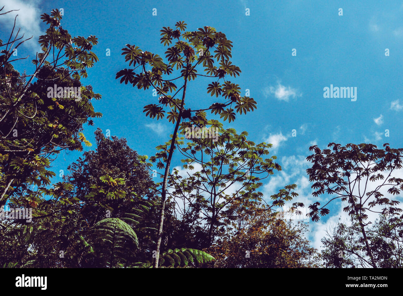 Cloud forest's trees with background Stock Photo - Alamy