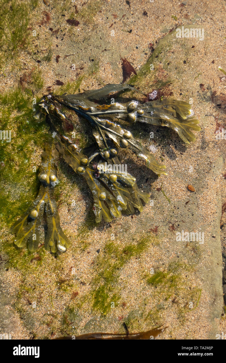 Bladderwrack Seaweed Fucus vesiculosus Stock Photo Alamy