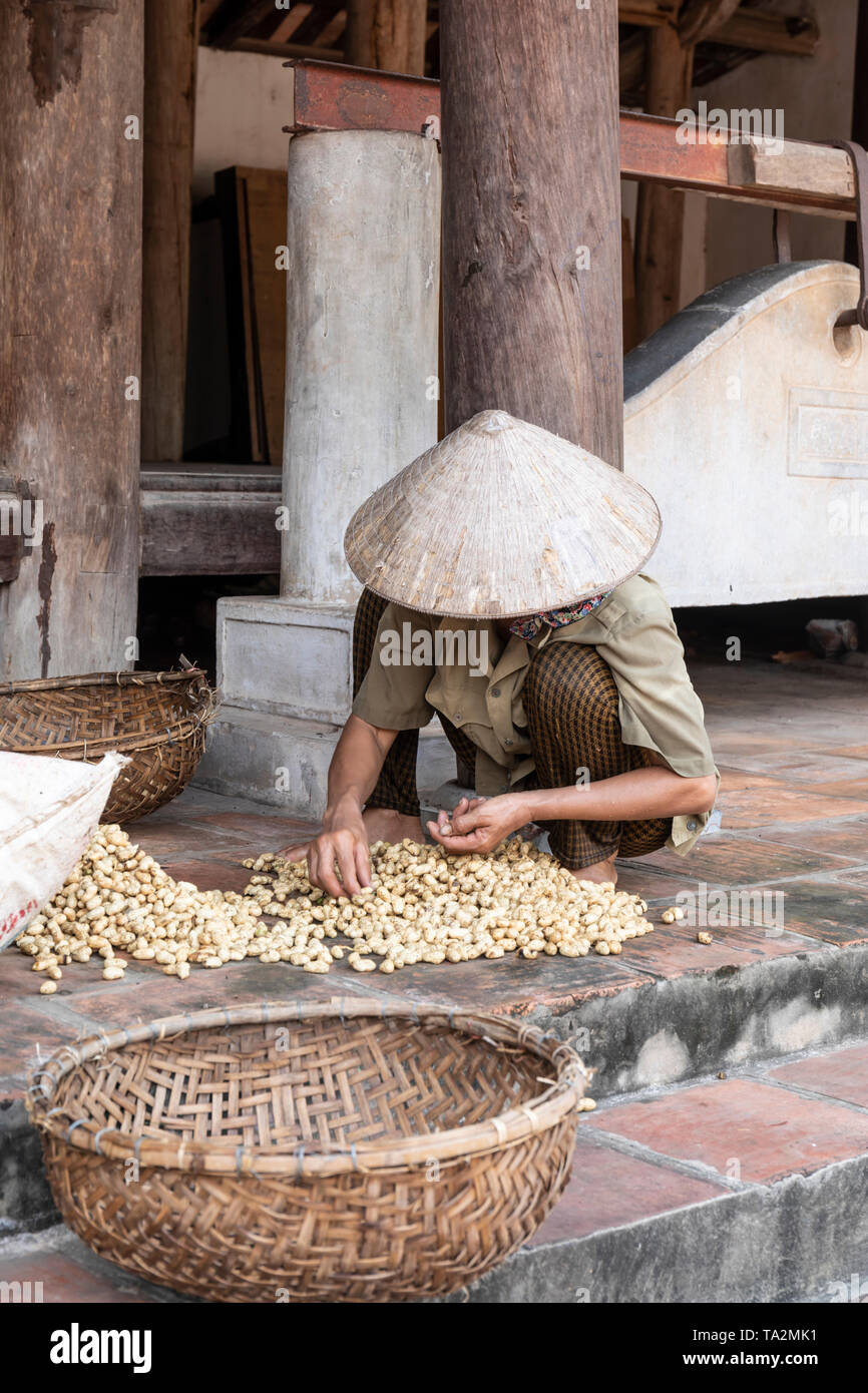 Peanut Farmer In Vietnam Stock Photo