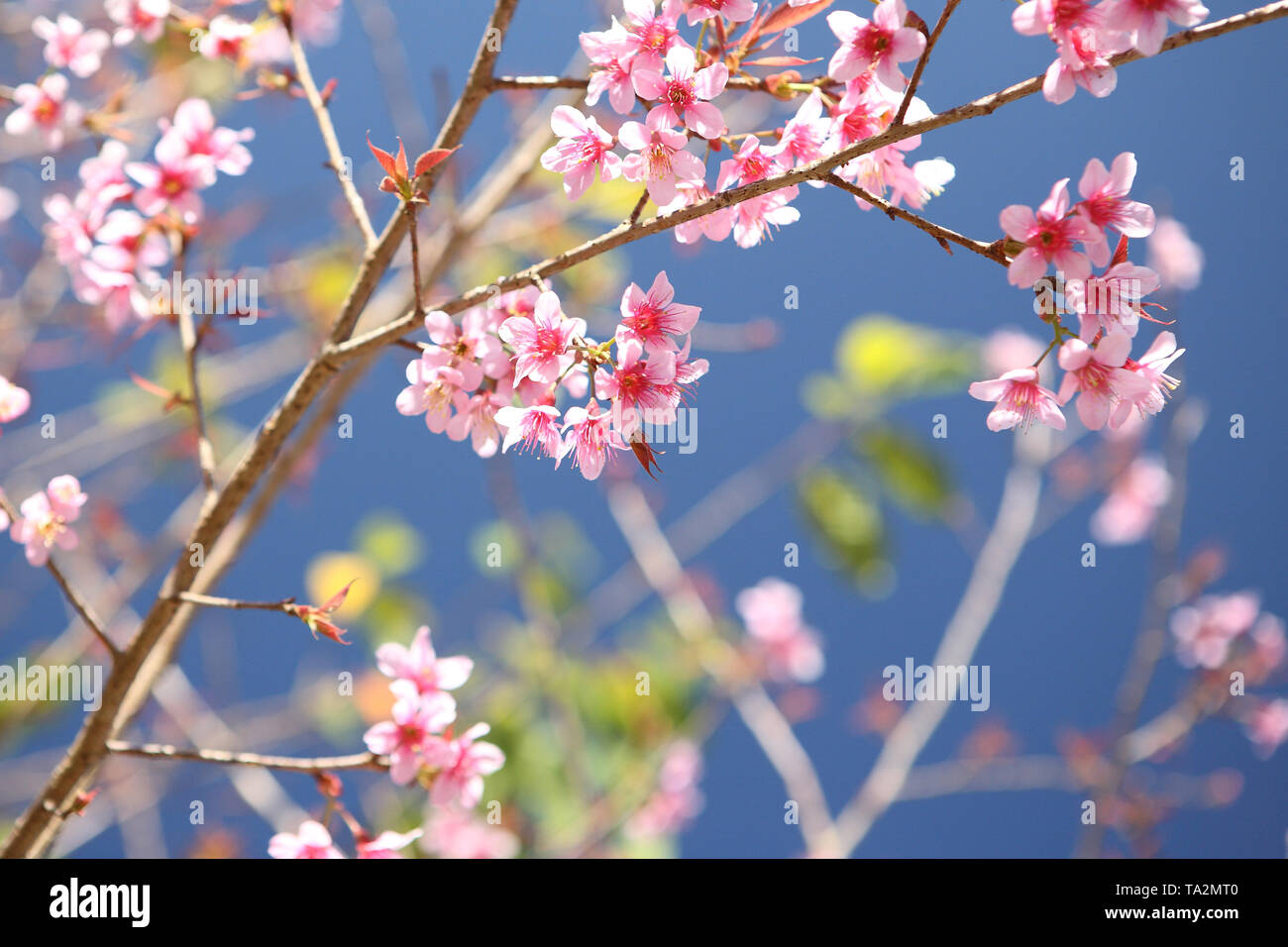 Cherry blossom , pink sakura flower in blue sky Stock Photo - Alamy