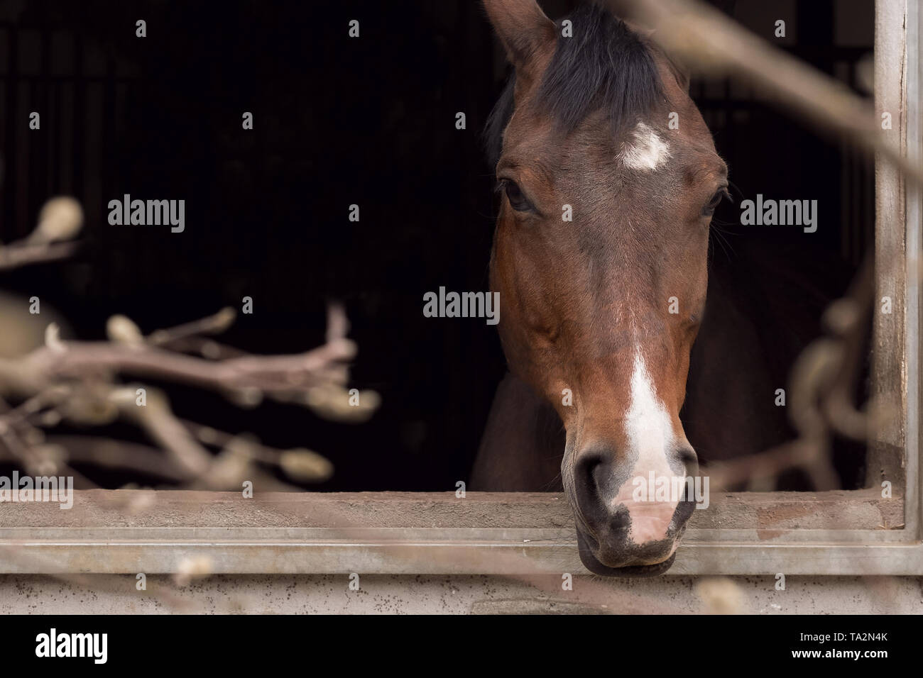 brown horse looking out of a stable Stock Photo