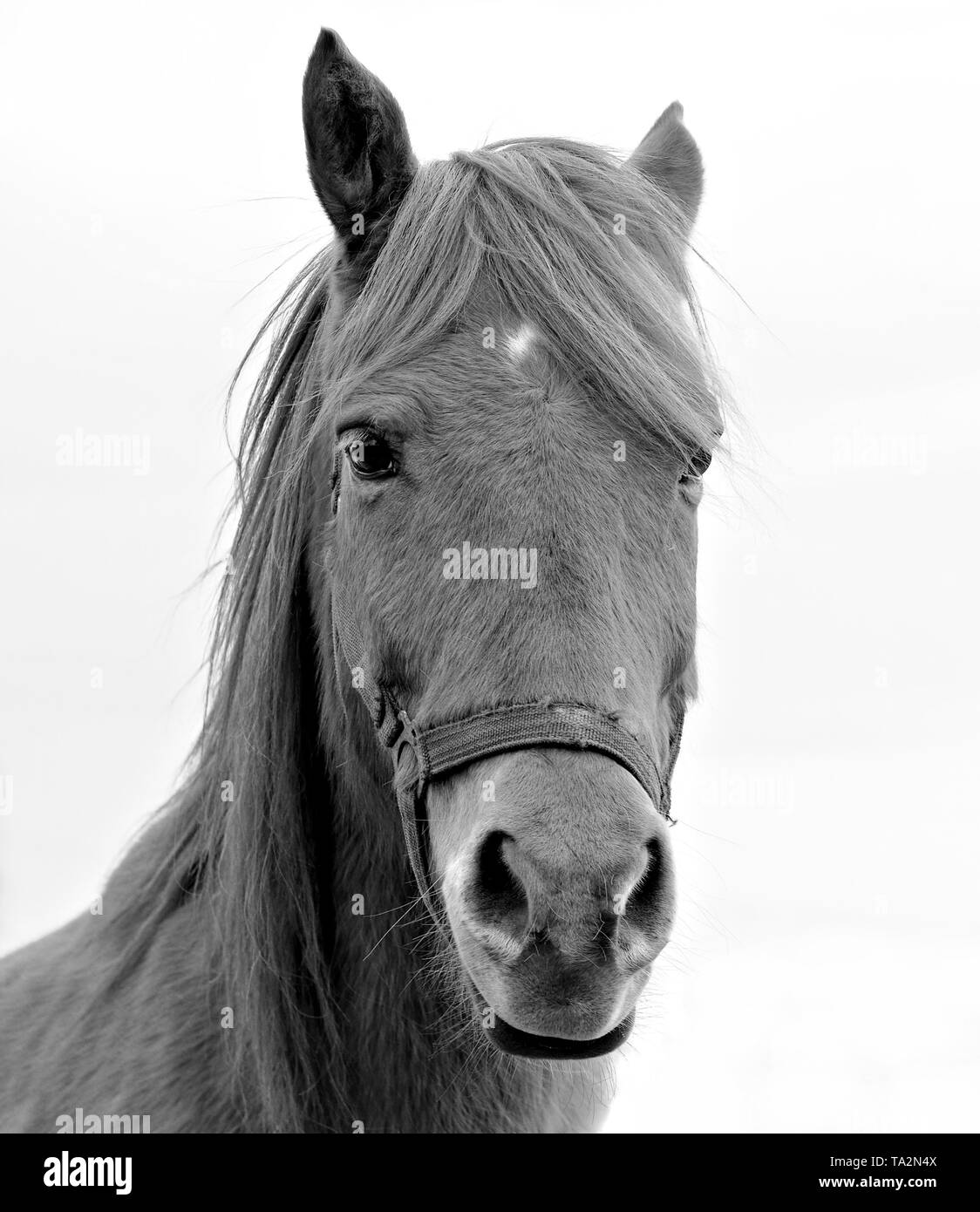 close-up of head of a brown horse Stock Photo