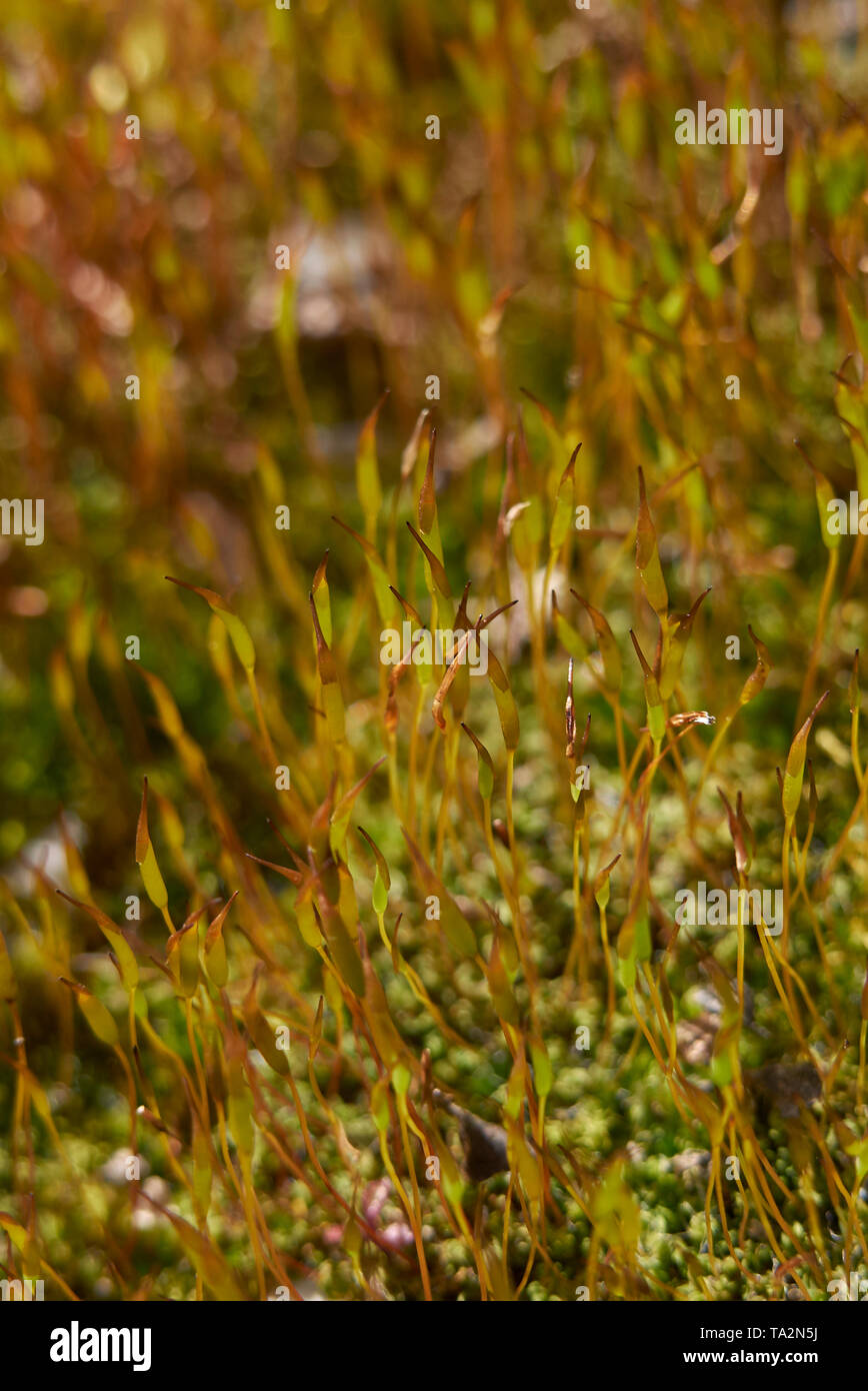 moss close up Stock Photo