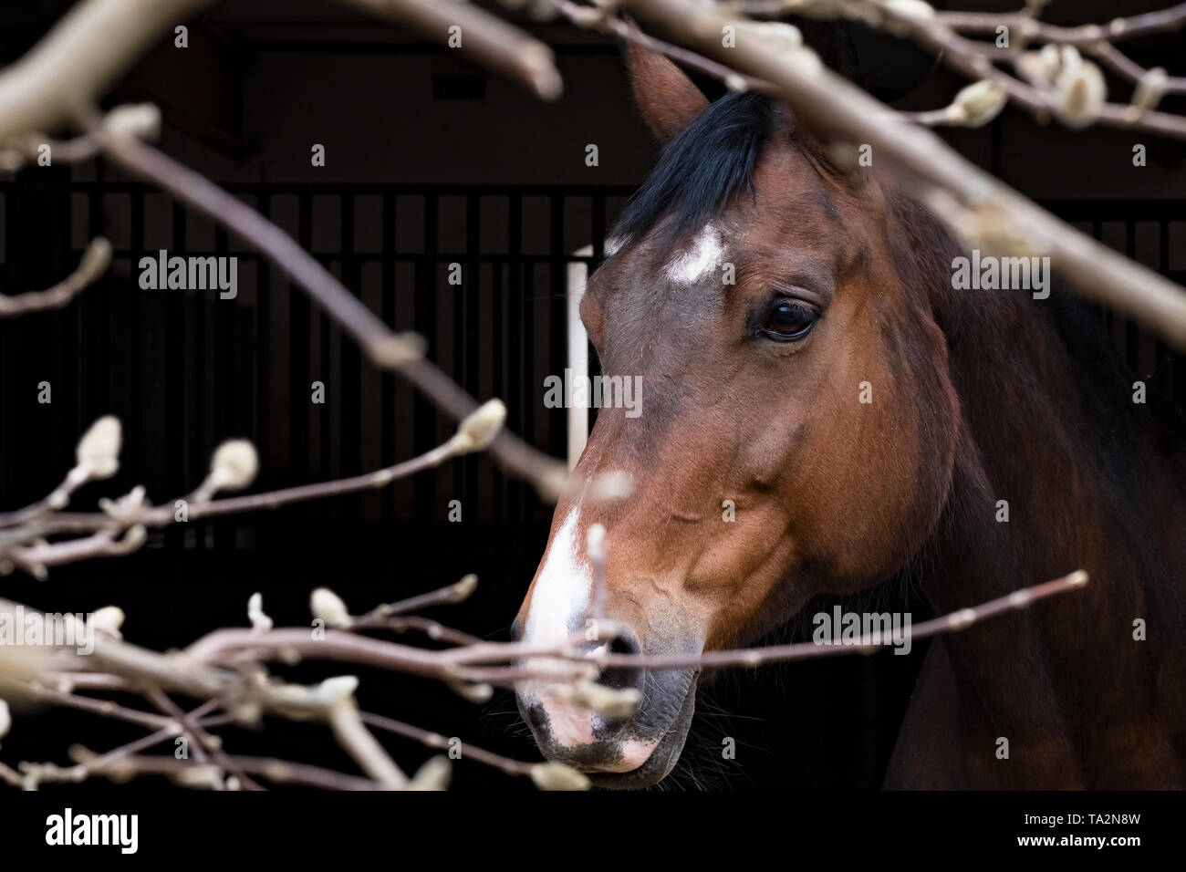 brown horse looking out of a stable Stock Photo