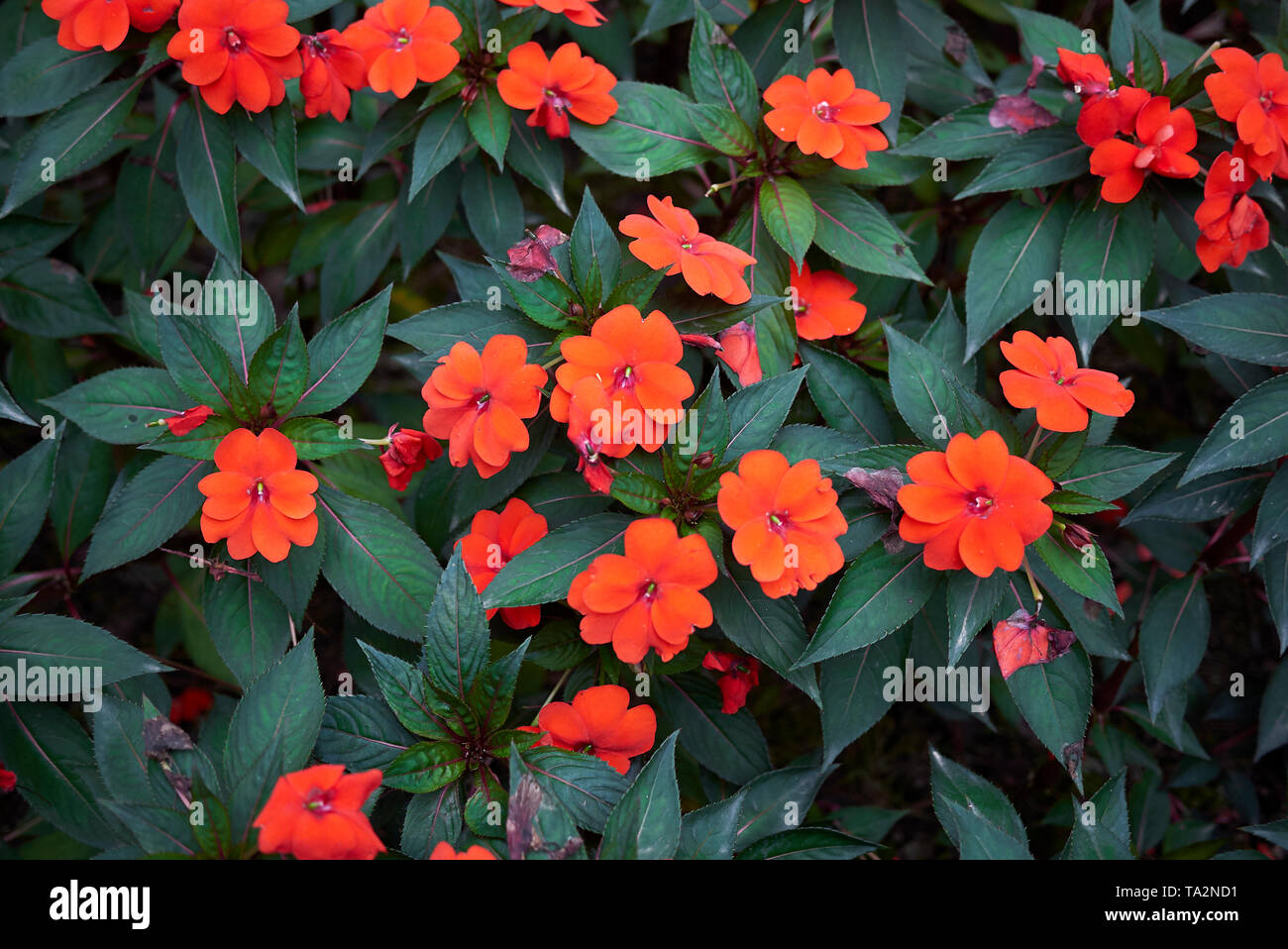 Red Flowers Of Impatiens New Guinea Plants Stock Photo Alamy