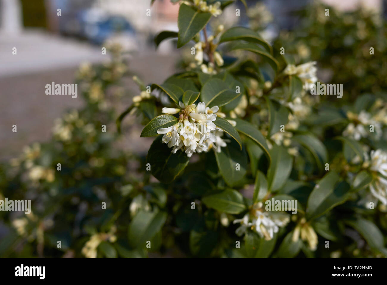 white fragrant flowers of burkwood Osmanthus shrub Stock Photo