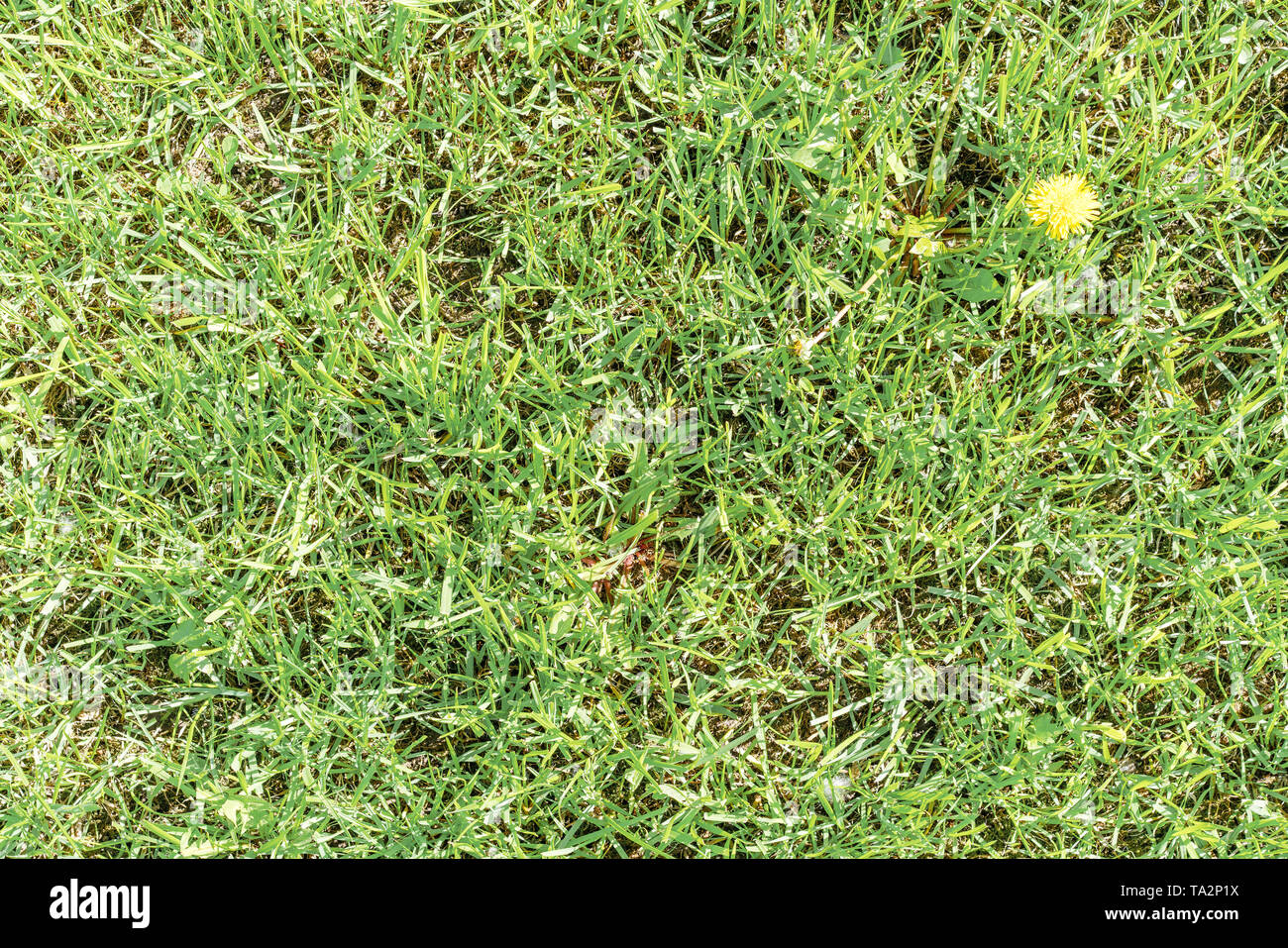 Green trimmed grass hi-res stock photography and images - Alamy