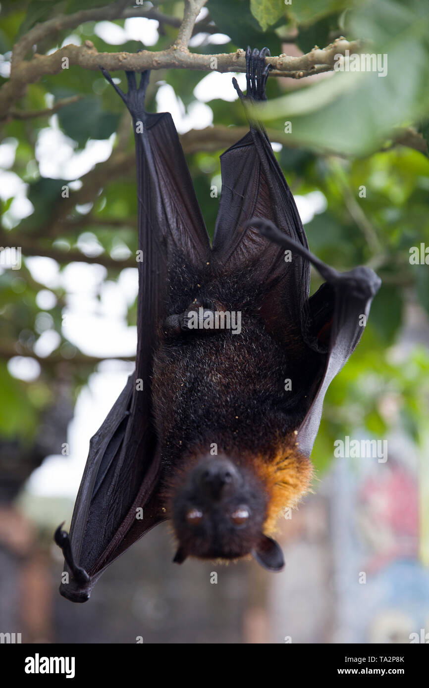 Large Flying Fox Or Fruit Bat Pteropus Vampyrus Hanging In A Tree At Bali Indonesia Stock Photo Alamy