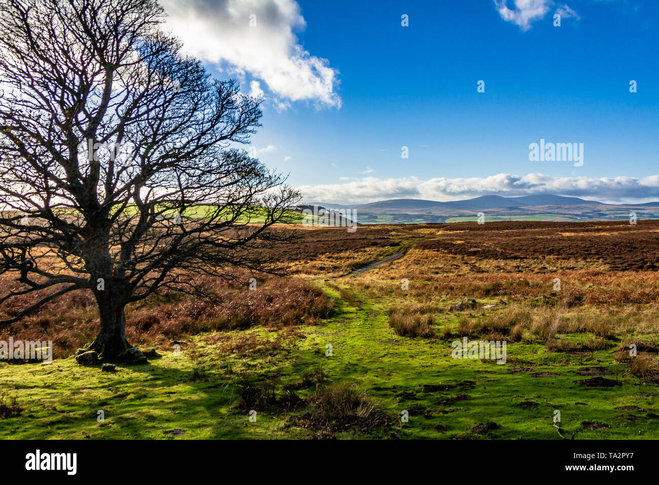 View to the Cheviot Hills from Blawearie on Bewick Moor, Old Bewick, Northumberland, UK. November 2018. Stock Photo