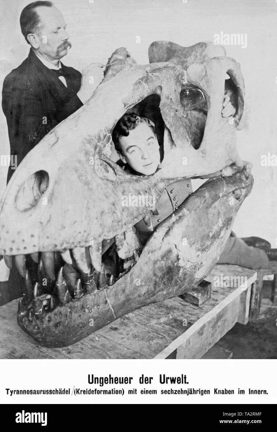 A young man poses for a picture in the skull of a tyrannosaurus. Stock Photo