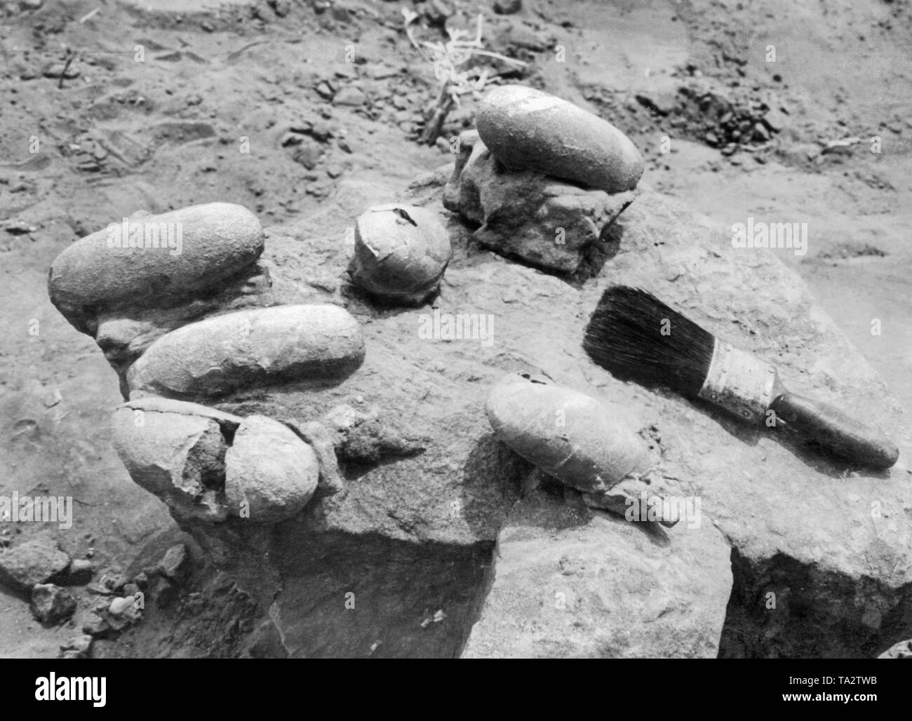 This photograph shows the find of dinosaur eggs in situ. Dr. Roy Chapman Andrews, head of the Central Asian Expedition of the American Natural History Museum brought these eggs from the Gobi Desert in Mongolia. Stock Photo