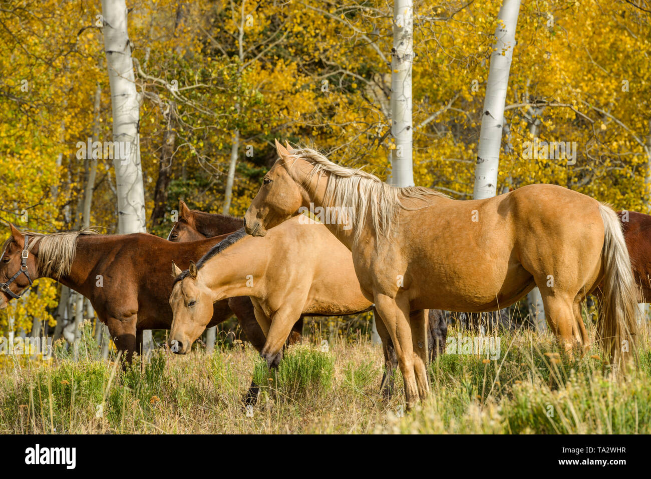 Horses in Autumn Aspen Grove - A group of horses grazing and resting in a mountainside aspen grove. Owl Creek Pass Road, Southwest of Colorado, USA. Stock Photo