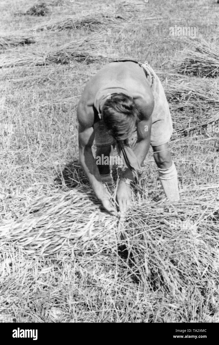 A young man bundles grain on a field as part of the Landdienst (Agricultural Service) of the Deutsche Freischar. Stock Photo