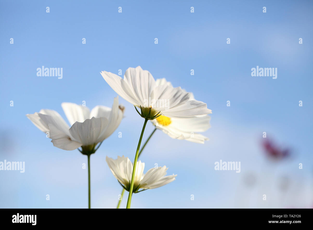 Blue cosmos isolated flower hi-res stock photography and images - Alamy