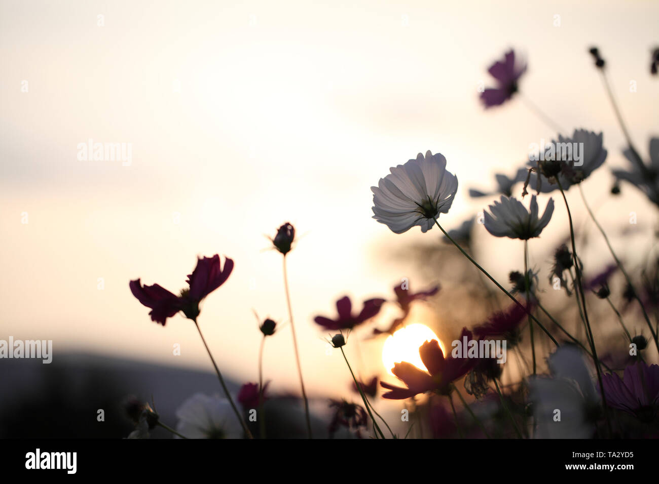 Beautiful cosmos flower sunrise hi-res stock photography and images - Alamy