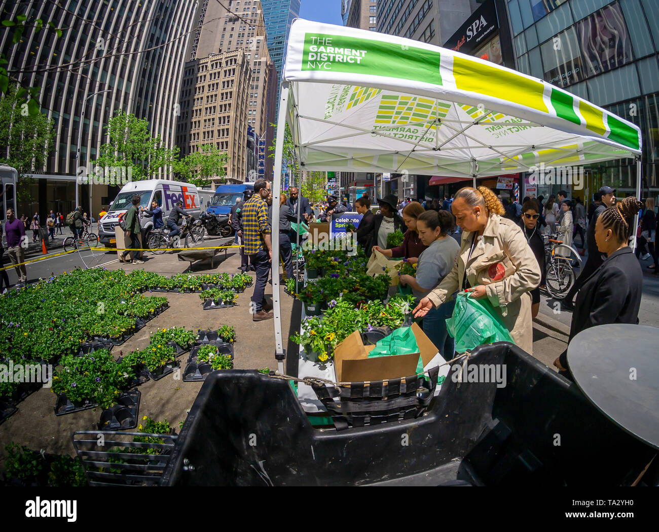 Hordes of plant lovers flock to the Garment District in New York for their plant-giveaway on Wednesday, May 8, 2019. The Garment District Alliance, the Business Improvement District (BID) for the neighborhood, pulls all their spring flowers, pansies, in anticipation of replanting summer flora, and gives aways the potted plants to the multitude of visitors and people that live and work in the area. (© Richard B. Levine) Stock Photo