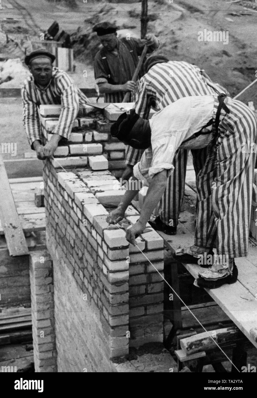 Prisoners of the concentration camp Sachsenhausen perform construction work. Stock Photo