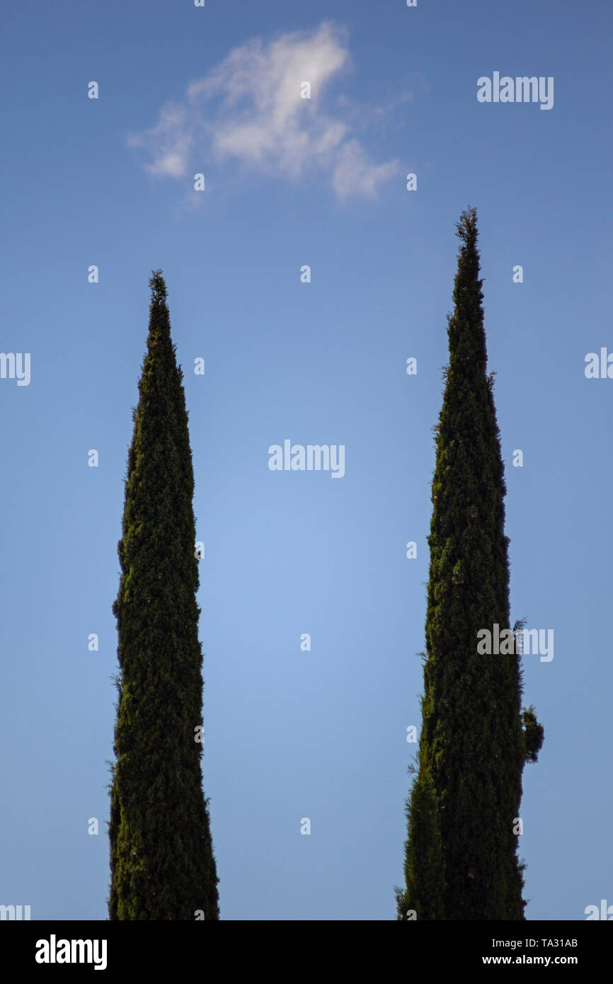 Two cypresses, blue sky and a white cloud matching to create a rectangle Stock Photo
