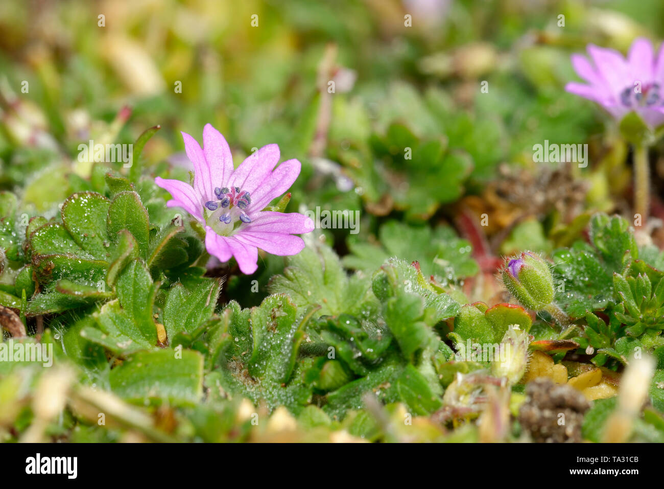 Doves foot Cranesbill - Geranium molle  Pink Flowers, Braunton Burrows Dunes Stock Photo