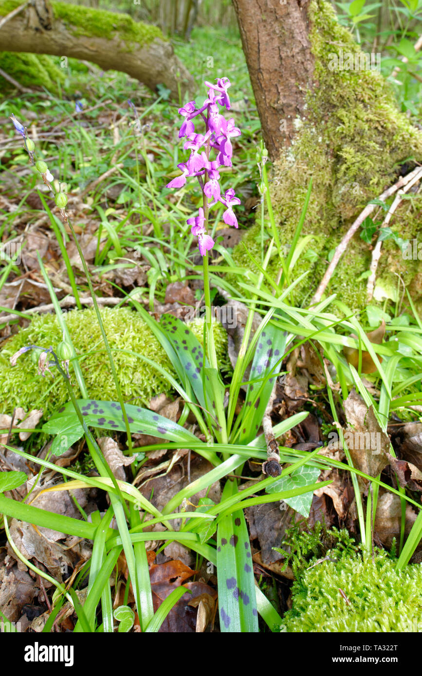 Early Purple Orchid - Orchis mascula  Whole pland in Ancient Woodland environment Stock Photo