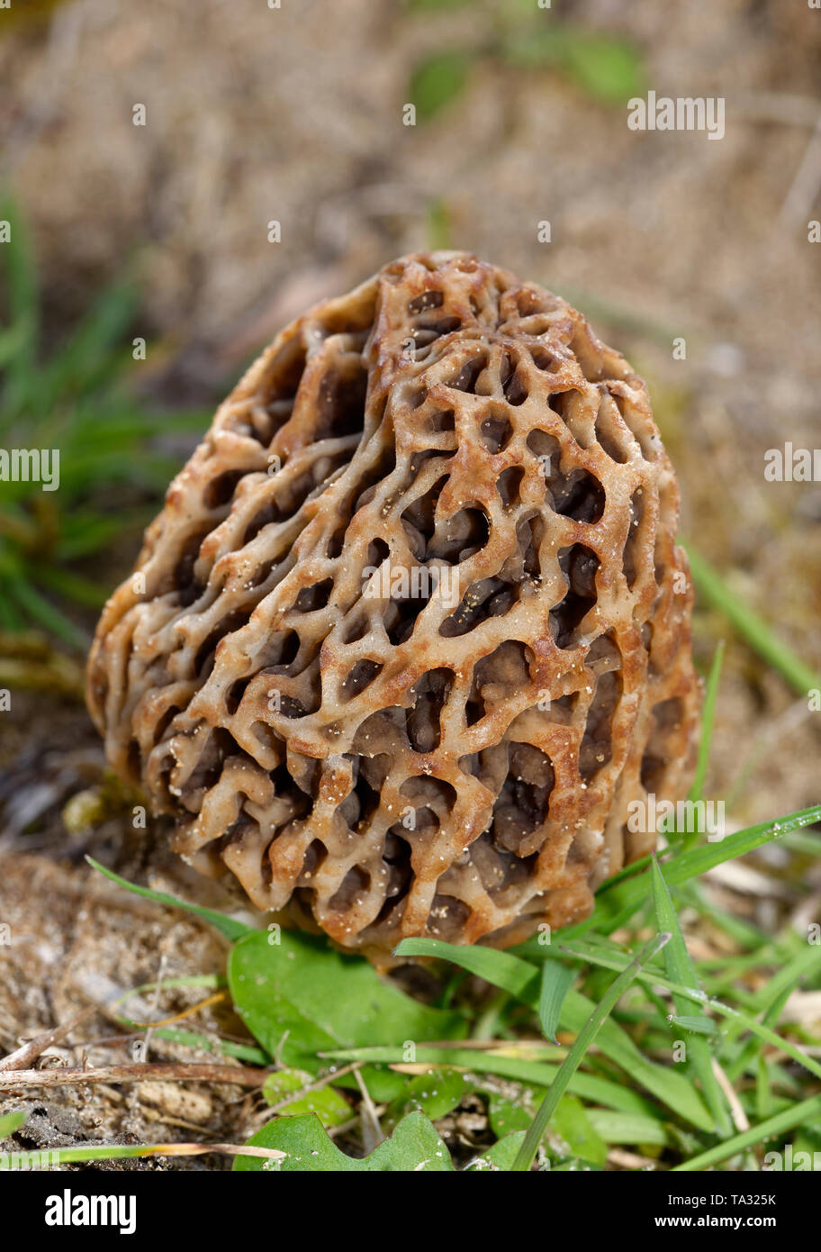 Edible Morel Fungus Morchella esculenta Braunton Burrows, Devon Stock